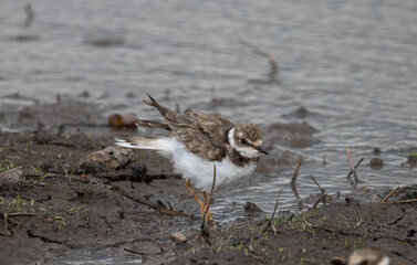 Little Ringed Plover on the Ground ( Animal Portrait )