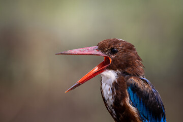 White-throated Kingfisher close up shot (Animal Portrait)