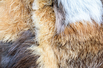white and gray-brown wool texture close-up beautiful abstract fur background