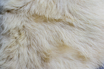 white wool texture close-up beautiful abstract fur background