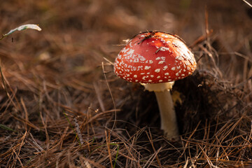 Close up on toxic and hallucinogen mushroom Fly Agaric in their natural habitats