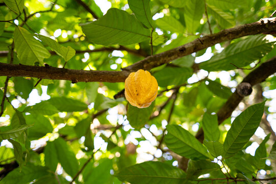 Fave di cacao e baccello di cacao