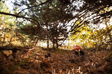 toxic and hallucinogen mushroom Fly Agaric in their natural habitats