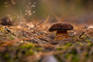 The Polish mushroom in the autumn forest 