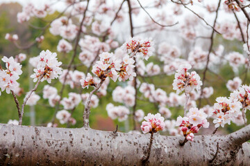 満開の桜アップ