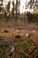 The Polish mushroom in the autumn forest 