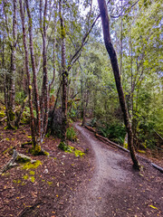 Blue Derby Bike Network Tasmania Australia