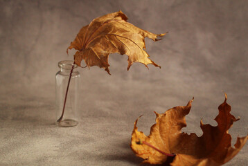 dried autumn maple leaf in a glass bottle on a grey background