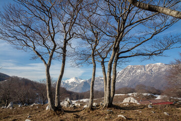 trees in winter with a view of mountains