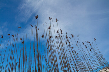 thicket with blue sky background