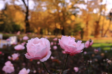 Róża w jesiennym parku - obrazy, fototapety, plakaty