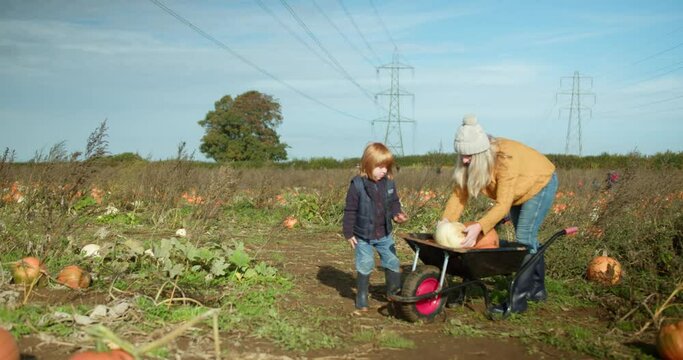 A 4-Year-Old Boy and His Mother Collecting Pumpkins On The Farm and Put Them On Wheelbarrows | 4K, 12 bit video sources: bmd raw