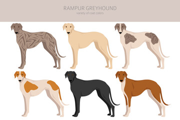 Rampur Greyhound clipart. All coat colors set.  All dog breeds characteristics infographic