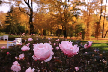 Fototapeta Róże w jesiennym parku obraz