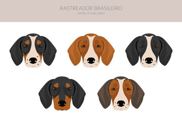 Rastreador Brasileiro clipart. All coat colors set.  All dog breeds characteristics infographic