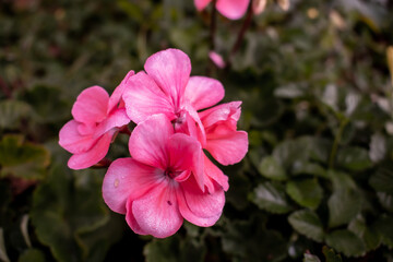 pink flowers in the garden