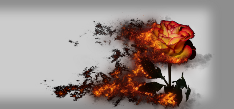A burning rose with waterdrops	