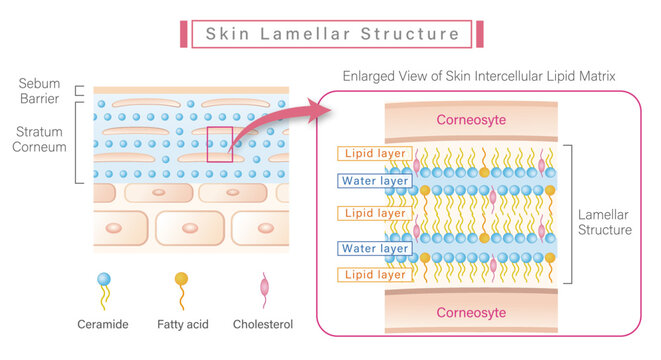 Skin intercellular lipid matrix and lamellar structure of ceramides in stratum corneum 