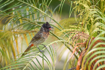 Red vented Bulbul