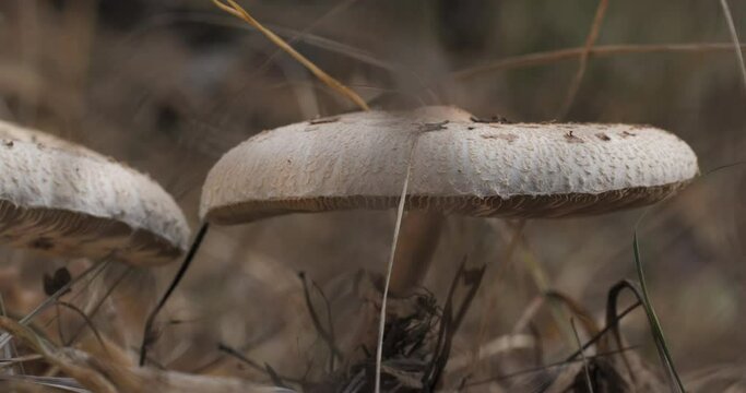 Macrolepiota procera mushroom in the forest