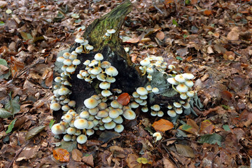 Sulpher tuft mushroom, Psilocybe fascicularis, on a dead treetrunk