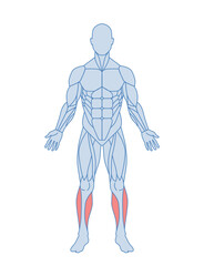 Male muscle anatomy. Body with tibialis anterior and peroneal muscles highlighted in red. Training and Workout. Design element for sports poster. Cartoon flat vector illustration isolated on white