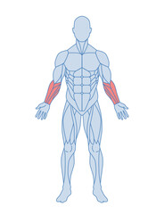 Male muscle anatomy concept. Forearm of male with flexor digitorum, flexor carpi radialis, and pronator teres. Design element for educational book. Cartoon flat vector illustration isolated on white