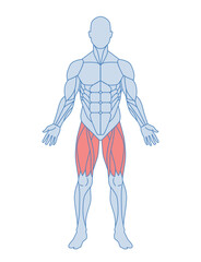 Male muscle anatomy concept. Body with thigh muscles highlighted in red. Quadriceps and adductor femoris, sartorius. Design element for infographics. Cartoon flat vector illustration isolated on white