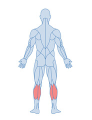 Male muscle anatomy concept. Back view. Legs of male with soleus and gastrocnemius muscles highlighted in red. Design element for educational book. Cartoon flat vector illustration isolated on white