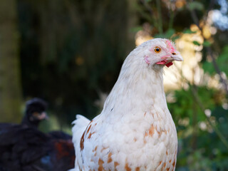 Close up of young white rooster of Poland chicken