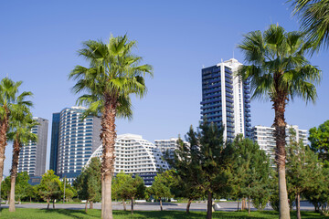 Fototapeta na wymiar Walking alley along the Black Sea embankment with rows of palm trees against the backdrop of high-rise buildings on a sunny day