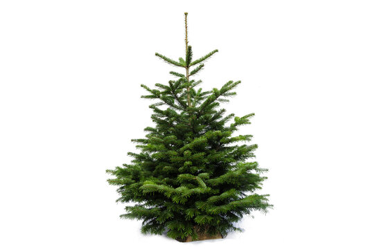 Christmas tree on white background without decoration. Small fir tree on a log