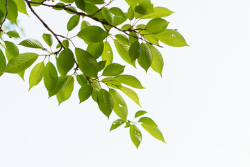 beautiful flowers on a green meadow