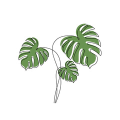 Leaf of plant monstera one line drawing. Monstera in continuous line style. Tropical palm leaves.Modern vector illustration for print, web design.