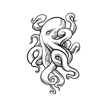 Hand drawn octopus