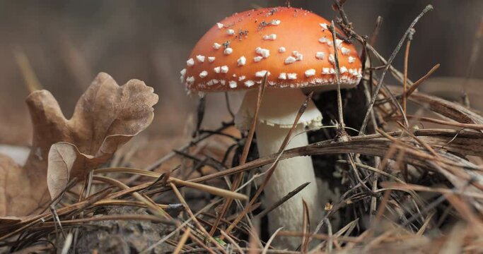 Red fly agaric in the forest close-up