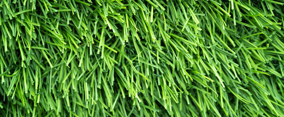 green grass background