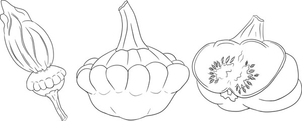 Vector illustration of a patisson. Patty pan squash isolated on white background. Coloring pages with vegetable. Dish-shaped pumpkin