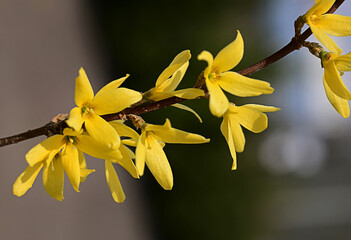 Macro photo of forsythia flowers. Yellow blooming texture on black background, flowering forsythia...