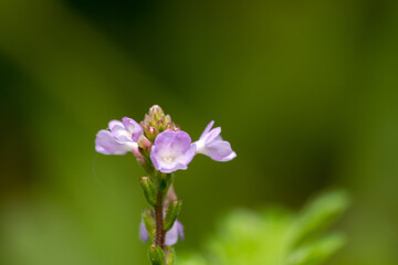 Close-up of small pink flower in the wild grass