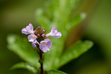 Close-up of small pink flower in the wild grass