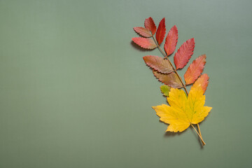 Autumn fallen colored leaves on a green background with copy space. Autumn minimalism