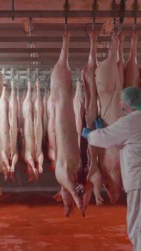 Vertical shot of slaughtered pigs hang in the slaughterhouse