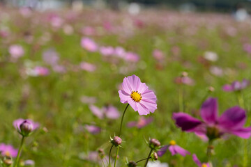 Obraz na płótnie Canvas Cosmos are blooming one by one in the field