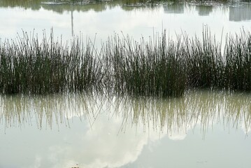 Swamp wetland lake located in putrajaya, Malaysia. Concept of  nature background and ecosystem