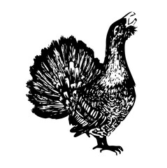 Hand drawn of an capercaillie, sketch. Doodle vector illustration