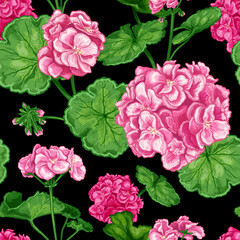 Beautiful seamless pattern with hand drawn luxurious pink flowers Pelargonium on a black background. Vector illustration of Geranium flower. Floral elements for textile design
