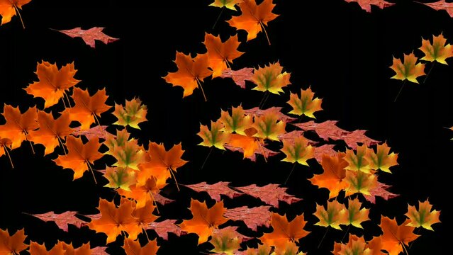 3D footage of autumn leaves falling against the black background