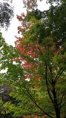 Autumnal Tree