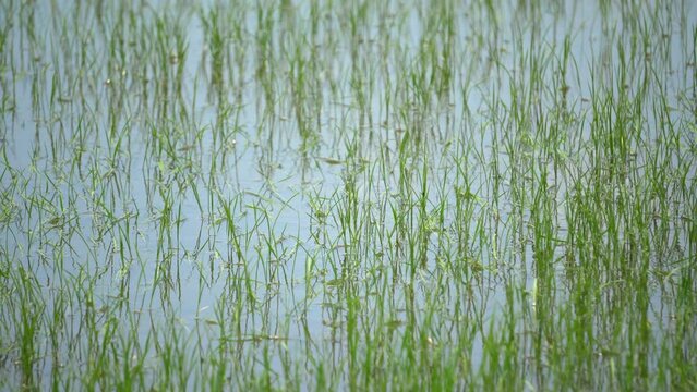 Close up green rice field in Asia floaded in water
